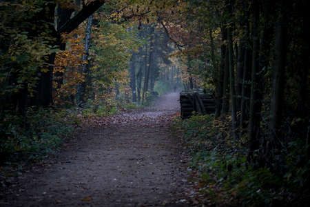 Dark morning mood on a hiking trail in a forest. Selective focus on a pile of lumber stacked on the side of the road. Blurred background.の写真素材