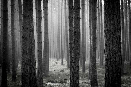 Monochrome view of a foggy pine forest in Masurian region, Poland. Dark woodland aura is surrounding the forest. Selective focus on the tree trunks, blurred background.の写真素材