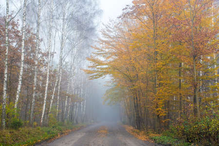 Autumnal dirt road in Kampinos National Park, Poland. The direction - Palmiry Museum. Foggy aura is covering the forest and gives a mystical mood to the shot.の写真素材