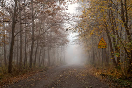 Autumnal dirt road in Kampinos National Park, Poland. The direction - Palmiry Museum. Foggy aura is covering the forest and gives a mystical mood to the shot.の写真素材