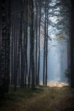Mystical mood in the woodland. Contrasts in a pine forest - foggy landscape on a sunny day. Mazury region, Poland. Selective focus on the tree trunks, blurred background.の写真素材