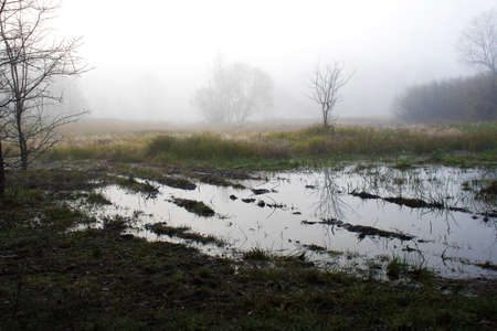 Dark swamp in Kampinos National Park, Poland. Watery fields, colorful autumnal grass, almost leafless trees and the fog which makes the silhouettes of the bushes blurred. Mystical aura.の写真素材