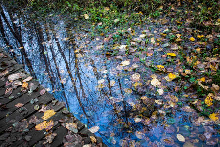 A small water puddle on the side of a wooden footpath. The puddle is full of fallen leaves, it perfectly reflects the blue sky of the morning and the silhouettes of the trees. Selective focus on treesの写真素材