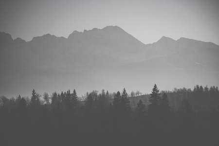 Monochrome view of a mountain silhouette. Tatra mountain ridge on a sunny day. Coniferous forest on a hill. Selective focus on the trees, blurred background.の写真素材