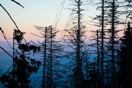 Withered coniferous trees in Tatra National Park, Poland. Ecological themed picture taken in the way...