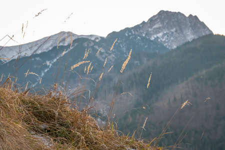 Withered autumnal grass on a rocky slope on the way to Nosal Peak, Tatra Mountains. Giewont Peak defocused in the distance. Selective focus on the plants.の写真素材