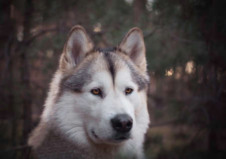 A gorgeous Alaskan Malamute female dog in a forest. Evening colors surrounding the area. Wolf breed dog. Selective focus on the eyes, blurred background.の写真素材