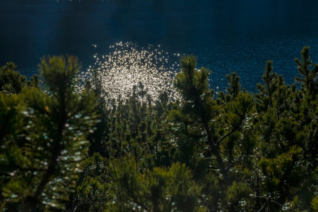The tops of dwarf mountain pines and light gleams reflecting from the water of mountain lake. Underexposed closeup of the flora in Tatra Mountains. Selective focus on the branches, blurred background.の写真素材