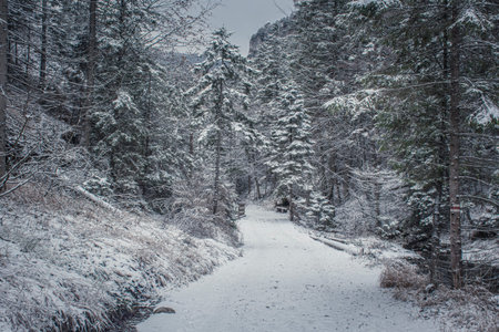 Winter road to Dolina StrÄ…Å¼yska Valley, Western Tatra Mountains, Poland. Wide hiking trail in...