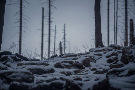Stone paved hiking path in Western Tatras, Poland. The rocks are covered with snow, dead coniferous trees in the distance. Selective focus on the steps, blurred background.の写真素材