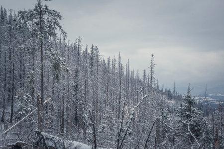 Dead coniferous forest on a hill, Western Tatra Mountains, Poland. Ecologic disaster made by bark...