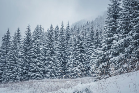 Dense fir forest in the mountains, Tatra National Park, Poland. Winter mood, white snow, dark trees,...