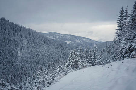 Mountainscape view in winter, Tatra Mountains, Poland. Steep slopes, snow on a trail, tall coniferous trees. Selective focus on the horizon, blurred background.の写真素材