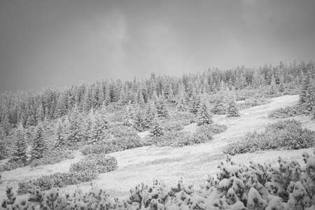 Monochrome view of a cloudy winter day, Tatra Mountains, Poland. Idyllic view of a cold morning in a national park. Selective focus on the trees, blurred background.の写真素材