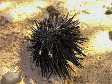 Sea urchin shell on the beach. Dead water animal with sharp spikes. Tropical climate in Cape Verde. Selective focus on the object, blurred background.の写真素材