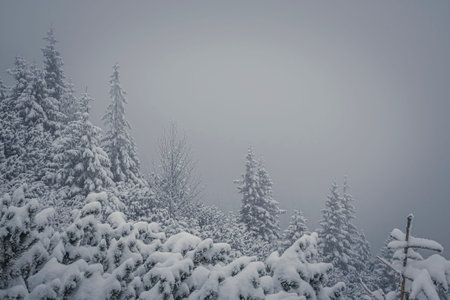 Foggy weather in Tatra Mountains, Poland. Bad visibility in a coniferous forest. Snow covering the...