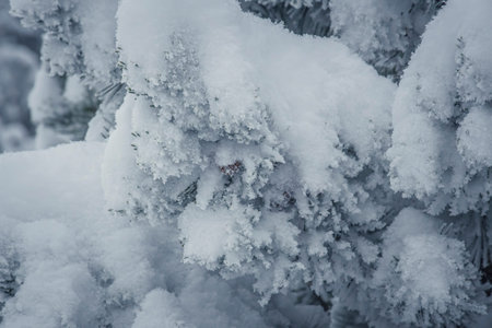 Frost and snow on a pine branch. Hoarfrost covering the spikes of dwarf mountain pine. Rough texture...