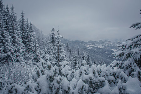 Winter atmosphere in Tatra National Park, Poland. Clouds and fog over the peaks, snow on the...