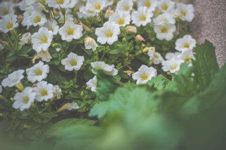 Small white petunia flowers in a garden. Tiny blossom closeup. Beauty of a warm season. Summer inspired picture. Selective focus on the details, blurred background.の写真素材