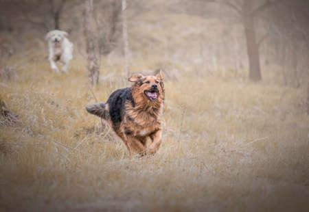 Two running dogs in a park. Mongrel doggy with happy face, black and brown animal. Golden retriever in the distance. Selective fous on the details, blurred background.の写真素材