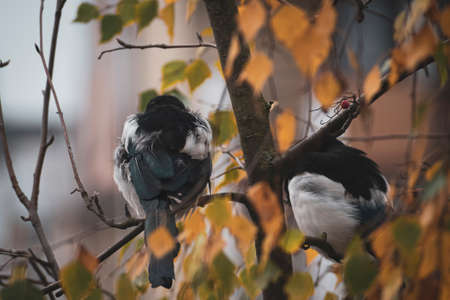 Autumnal leaves on a birch tree in a city park and two magpies sheltering from the rain. Urban birds in their natural habitat. Selective focus on the animals, blurred background.の写真素材