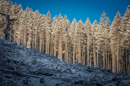 Fir forest on a hill, Western Tatra Mountains, Poland. Tall coniferous trees, clear blue sky, cold December morning. Selective focus on the trunks, blurred background.の写真素材