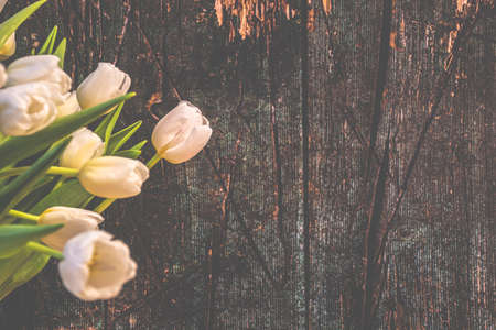 Rustic floral concept on wooden background. White tulip flowers, dark texture of old wood, rustic postcard design. Selective focus on the blossoms, blurred background.の写真素材