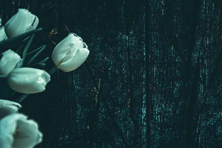 Dark floral concept. Rustic postcard design. White tulip flower closeup on wooden wall. Seasonal decor. Selective focus on the blossom, blurred background.の写真素材