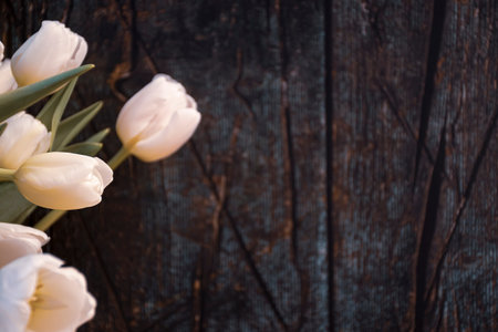 Cold tones floral postcard. White tulip flowers on rustic wooden background. Old wood, romantic...
