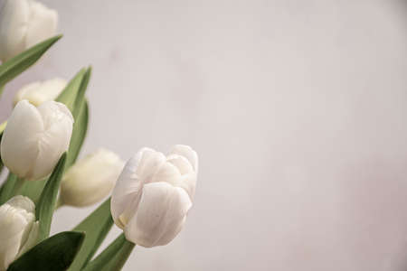 Cold tones and desaturated colors of floral postcard. Beautiful white tulip flowers, romantic indoor decoration. Selective focus on the petals, blurred background.の写真素材