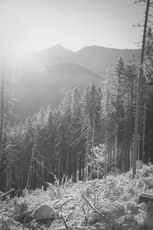 Monochrome Western Tatras in the morning, Poland. Sunlight over Carpathian Mountain Range. Fir forest on the hill. Selective focus on the trees, blurred background.の写真素材
