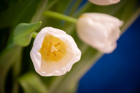 Tulip flower closeup. White tender bloom, large green leaves and blue background. Romantic floral...