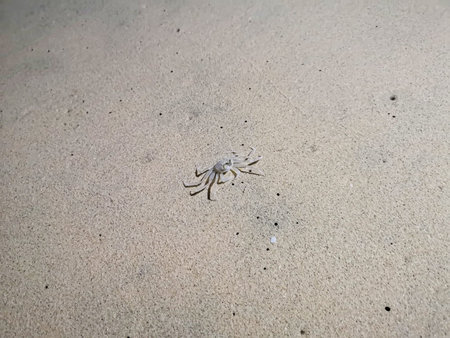 Tiny white crab on a sandy beach, Cape Verde. Small aquatic animal on the shore. Cute water...