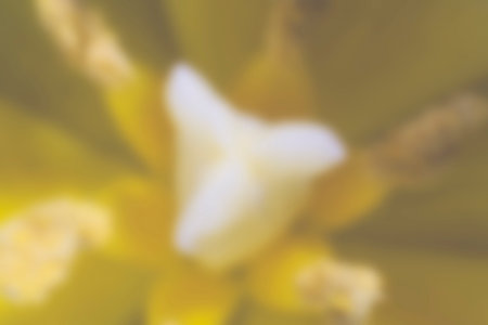 Blurred abstract yellow pattern with floral elements. Blurry golden tulip closeup, defocused pistils...