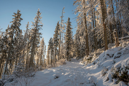 Hiking trail with painted signs on a tree, Western Tatra Mountains, Poland. Sunny December morning...