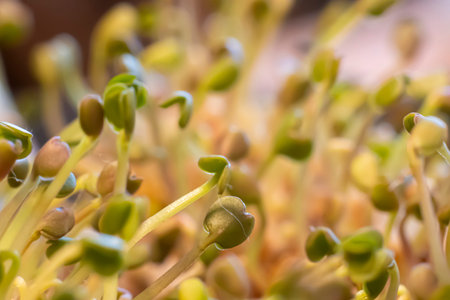 Macro photography of small sprouts. Bright green young plants, indoor growth. Closeup of vegetarian...