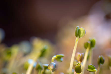 Botanical indoor macro photography. Small organic sprouts closeup. Tiny green leaves, tasty vegetarian food, healthy diet. Selective focus on the details, blurred background.の写真素材