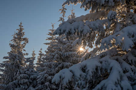 Winter sunset in a fir grove, Western Tatra Mountains, Poland. Snow on fir tree branches, clear blue sky, cold weather. Selective focus on the forest, blurred background.の写真素材