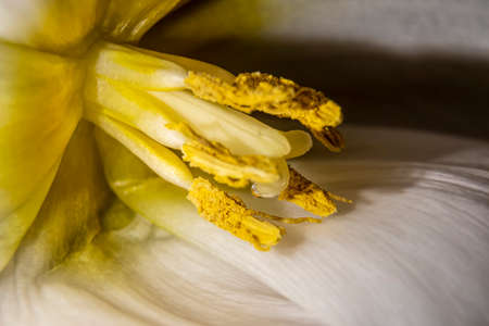 Fresh tulip flower closeup. Macro shot in a studio. Texture of pollen and pistils. Floral postcard. Selective focus on the details of the bloom, blurred background.の写真素材