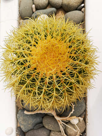Large echinocactus grusonii closeup. Tropical plant in an outdoor garden in Cape Verde. Yellow spines, rough texture. Selective focus on the details of the flower, blurred background.の写真素材