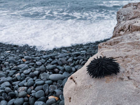 Sea urchin on a large rock with ocean view. Rowdy waves, big black and gray stones, dead sea urchin shell. Selective focus on the details, blurred background.の写真素材
