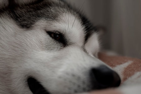 Alaskan Malamute sleeping on a blacket. Sleepy dog on a couch. Furry cute domestic animal chilling indoors. Selective focus on the eye of a pet, blurred background.の写真素材