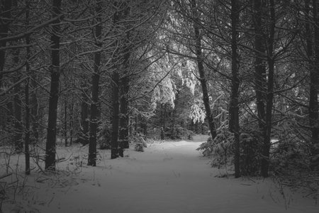 Spooky woodland view in winter. Fresh white snow covering the surface and the branches. Mystic mood in the forest. Selective focus on the details, blurred background.の写真素材