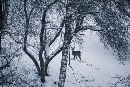 Dark cold winter morning in a forest. Curious roe deer looking around. Wildlife photography in Lithuania. Selective focus on the mammal, blurred background.の写真素材