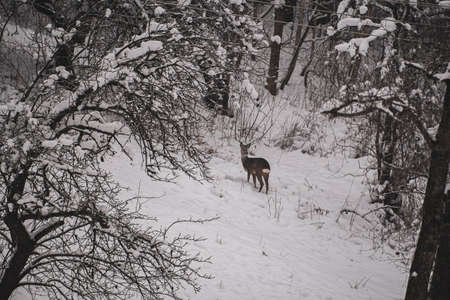 Young roe deer observing the surroundings. Brown hairy mammal grazing on a snowy hill in Lithuanian woods. Selective focus on the animal, blurred background.の写真素材