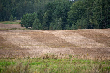 Autumnal agricultural field in Lithuania. Green grass, dray hay and dark decidous forest in the distance. Selective focus on the texture of the plants, blurred background.の写真素材