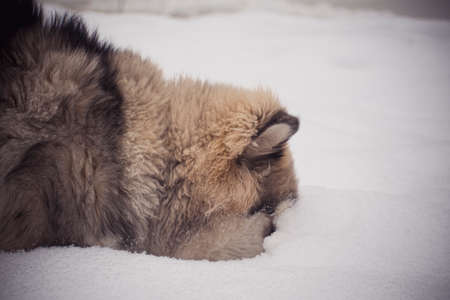 Fluffy puppy with it's nose in snow. Young Alaskan Malamute male having fun in winter. Cold January morning in the woods. Selective focus on the pet, blurred background.の写真素材