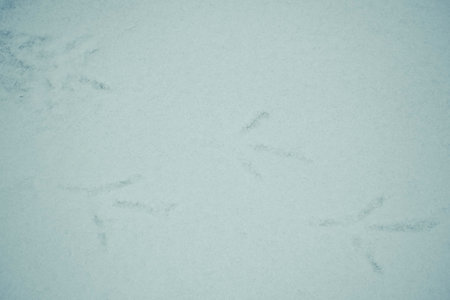 Waterbird footprints on snow. Wild mallard fin prints in winter. Grunge texture of frozen water...