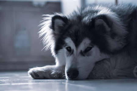 Love in the eyes of a puppy. Cute friendly dog laying indoors on the floor. Friendship with the animal. Selective focus on the pet, blurred background.の写真素材