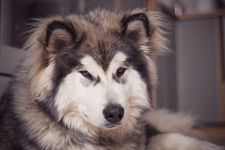 Lazy Malamute puppy chilling indoors. Sleepy look in the eyes of a dog. Funny and fluffy young male mammal. Selective focus on the snout of the animal, blurred background.の写真素材